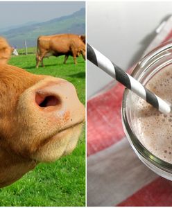 Ponad 16 milionów Amerykanów wierzy, że... czekoladowe mleko pochodzi od brązowych krów