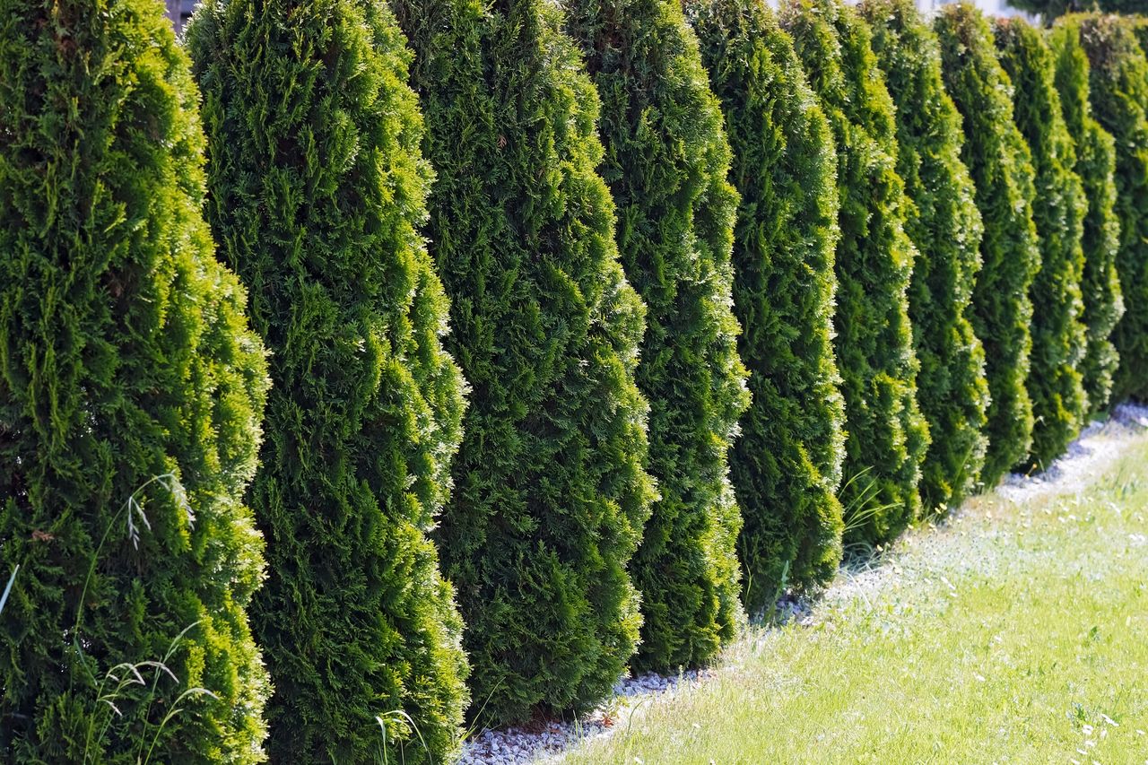 Masz tuje w ogrodzie? W takim przypadku sąsiad może cię pozwać