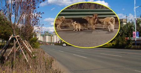 Jechały na rzeź. Postanowiły uciec z transportu i wrócić do domu