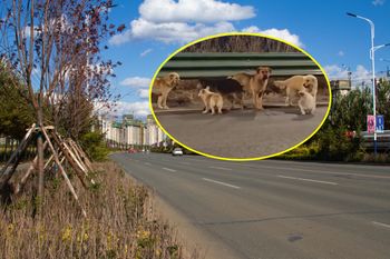 Jechały na rzeź. Postanowiły uciec z transportu i wrócić do domu