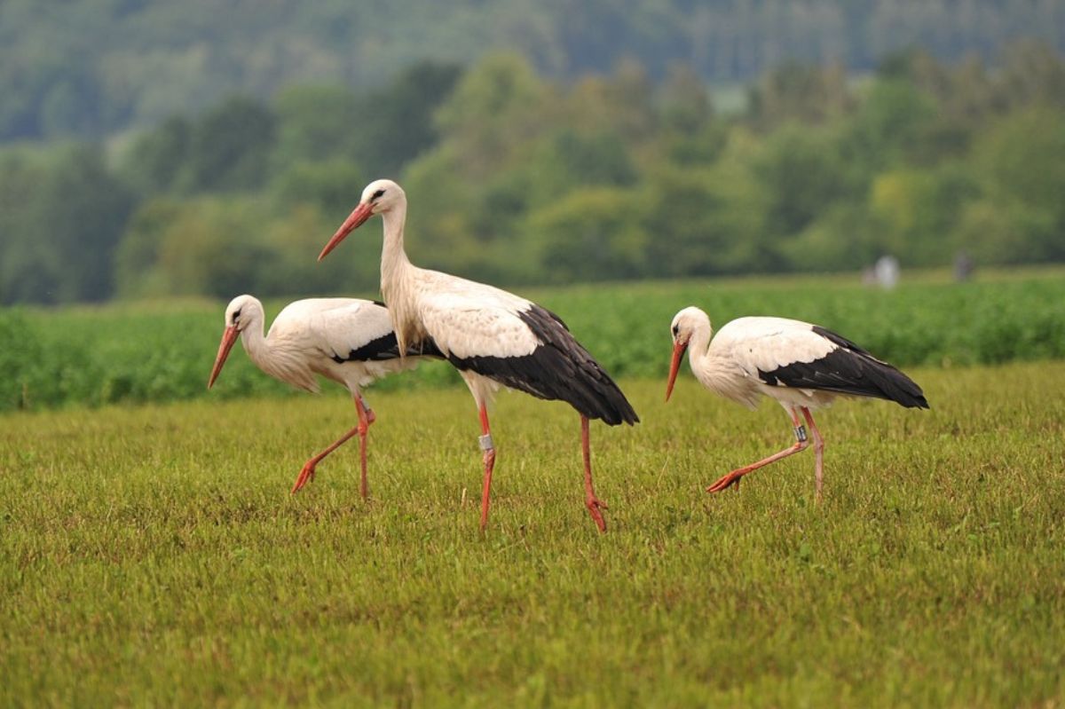 Storks in the meadow.