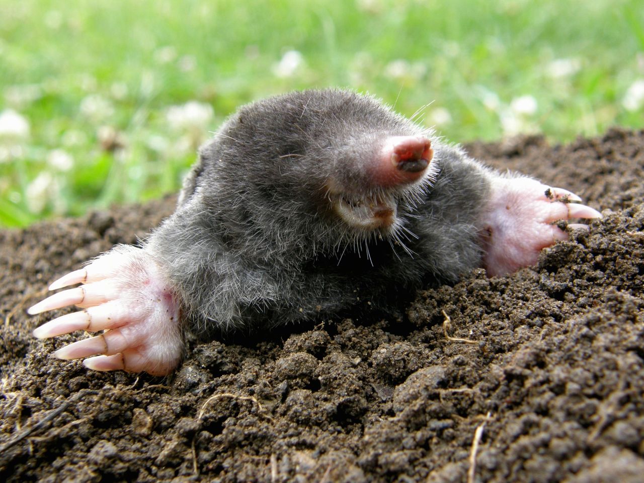 Darmowy sposób na krety. Wszystkie uciekną do sąsiada