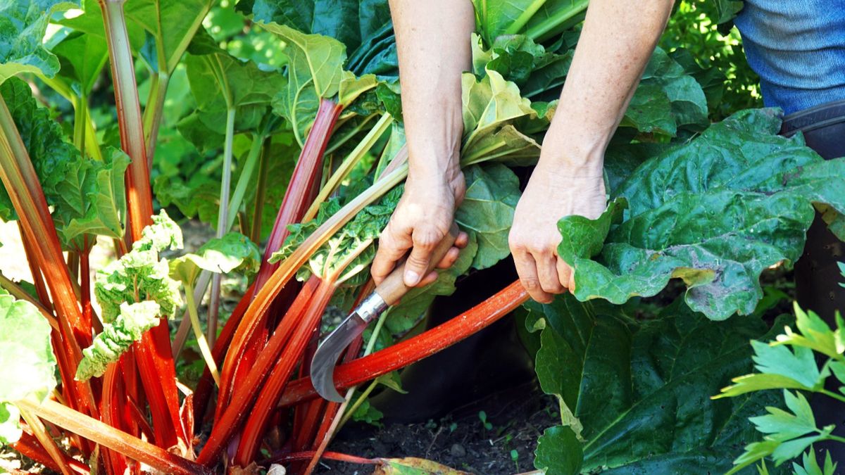 Ceny rabarbaru drastycznie spadły
