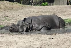 Zwierzaków z zoo sposoby na upały (ZDJĘCIA)