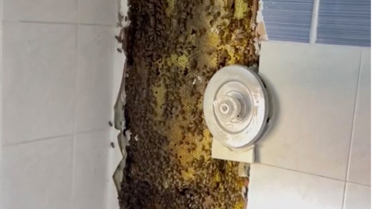 Pszczoły uwiły sobie gniazdko za ścianą w łazience