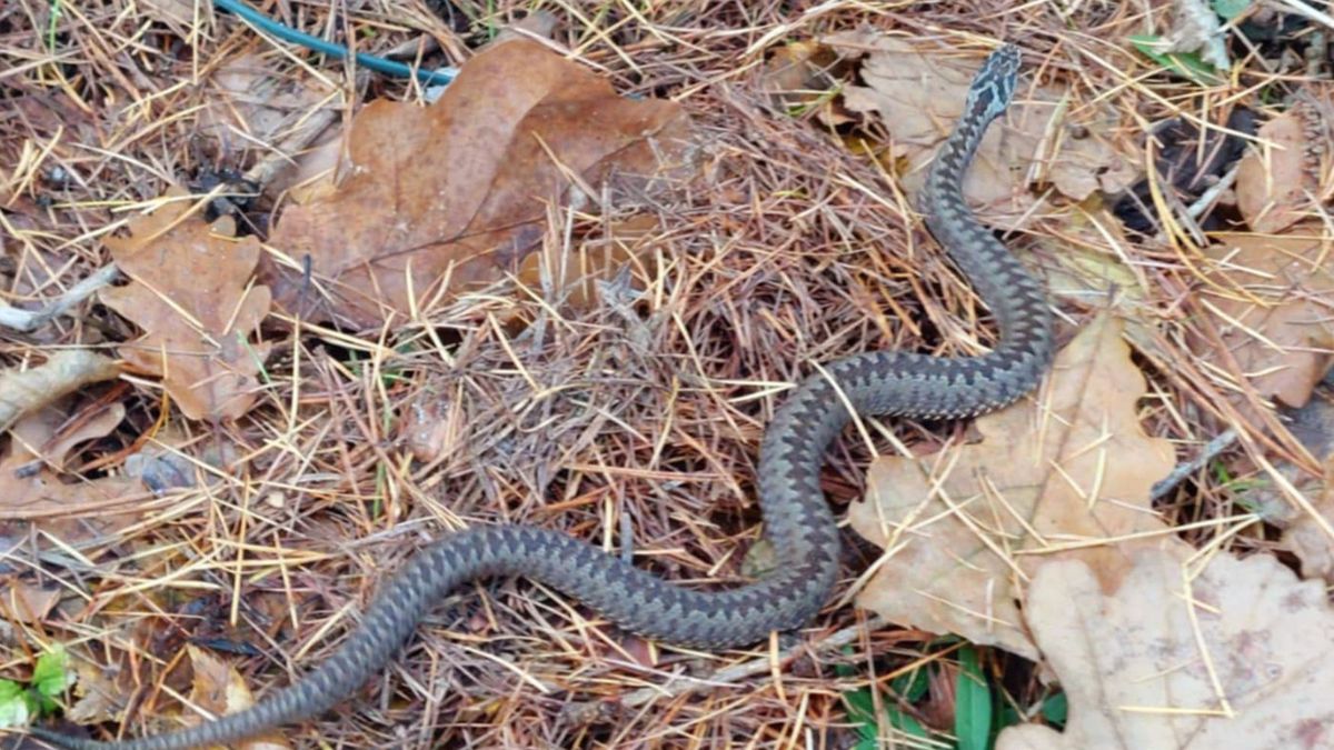 Żmija w listopadzie. Nadleśnictwo Łagów