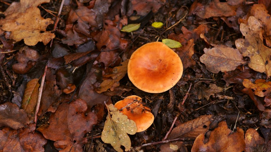 Lisówka pomarańczowa. Jak ją odróżnić od popularnej kurki? 