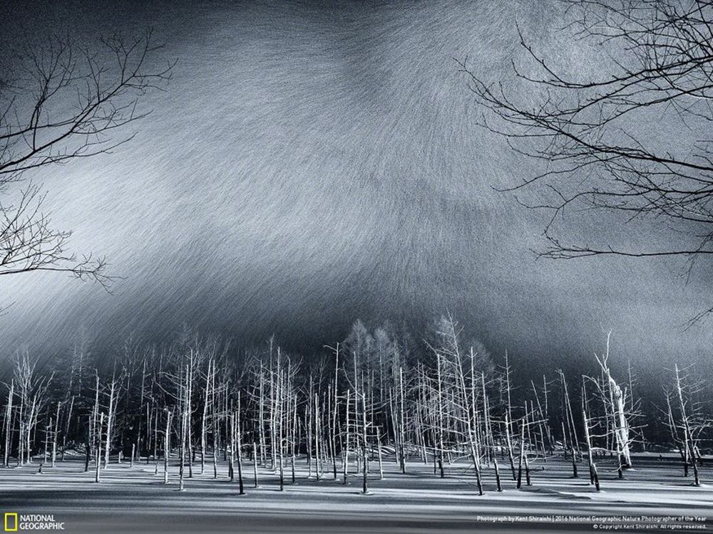 Fotografie natury, która nie przestaje zachwycać. Oto finałowe prace konkursu National Geographic Nature Photographer of the Year 2016 27