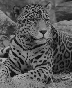 Warszawskie ZOO pożegnało jaguara. Niewiarygodne, ile miał lat