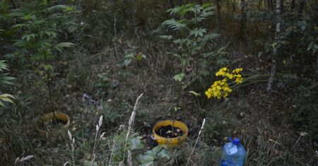 Plantacja konopi indyjskich w środku lasu. 20-latkowie z zarzutami