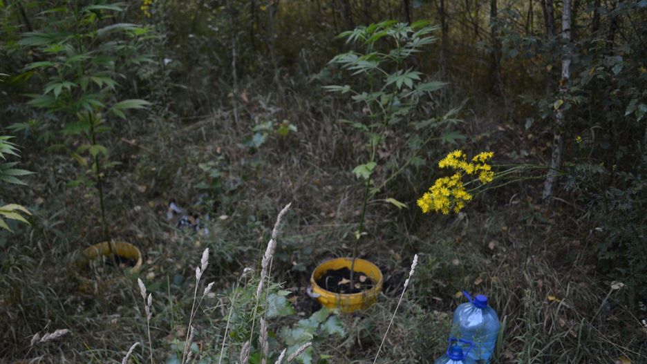 Plantacja konopi indyjskich w środku lasu. 20-latkowie z zarzutami