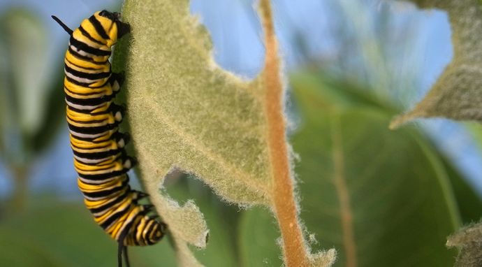 Owady, które rządzą światem