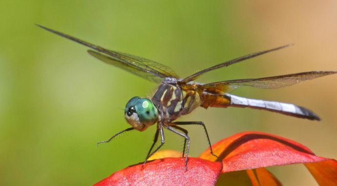Owady, które rządzą światem