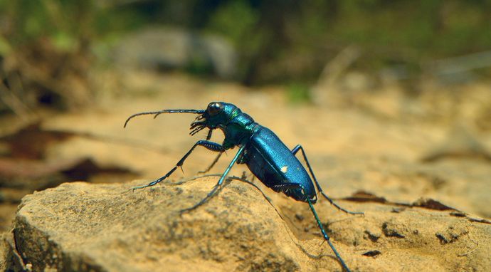 Owady, które rządzą światem