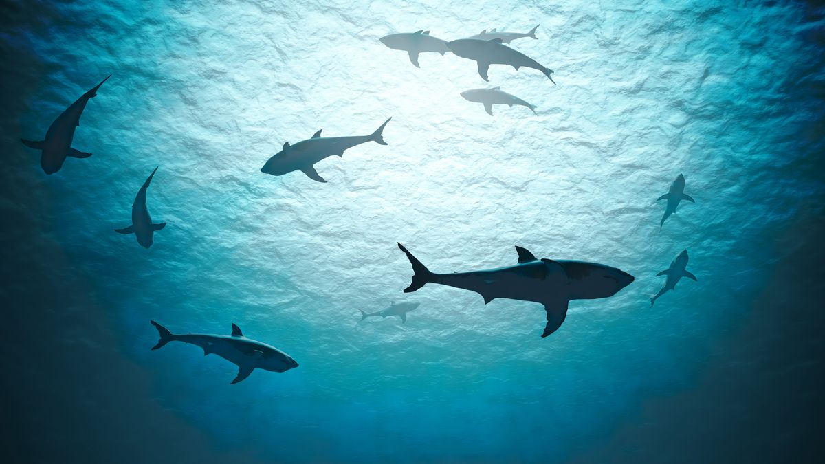We Włoszech wyłowiono rzadki okaz rekina - żarłacz grubodzioby (zdjęcie ilustracyjne) 
