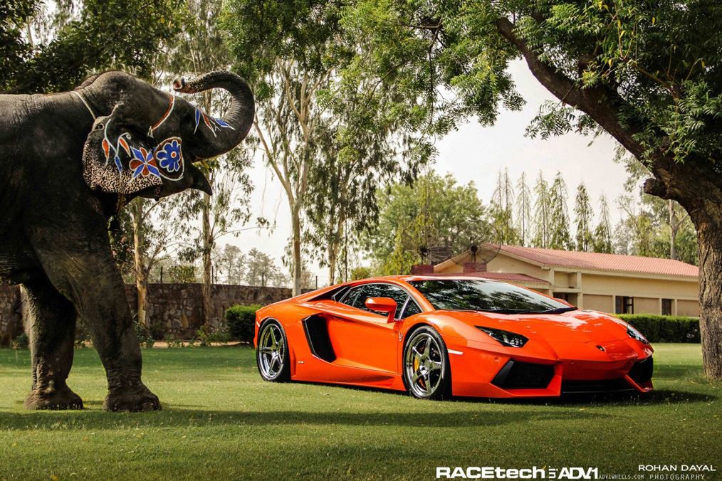 Lamborghini Aventador, felgi ADV.1 i słoń - niecodzienna sesja zdjęciowa [galeria] 23