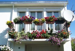 4 proste triki. Jak dbać o kwiaty balkonowe