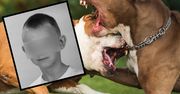 Pitbul rozszarpał 12-letniego Kamila. Mariusz Ś. nie czuje się winny