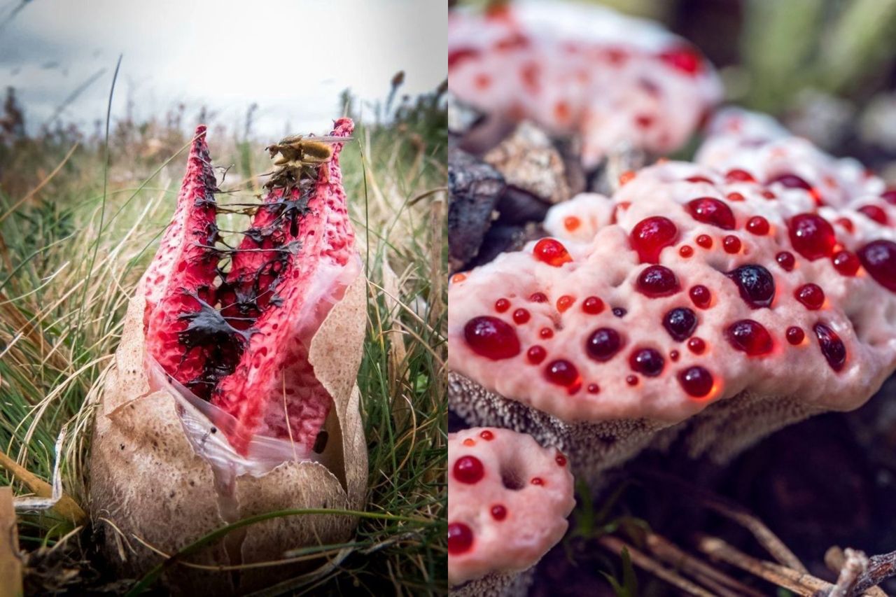 Kosmiczne grzyby w Tatrach. Niezwykle rzadki okaz