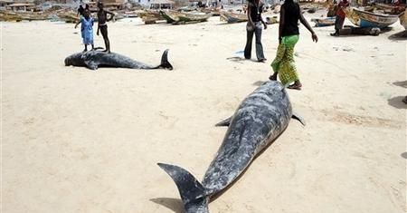 Tragedia delfinów na senegalskiej plaży