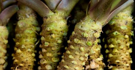Surowy korzeń wasabi