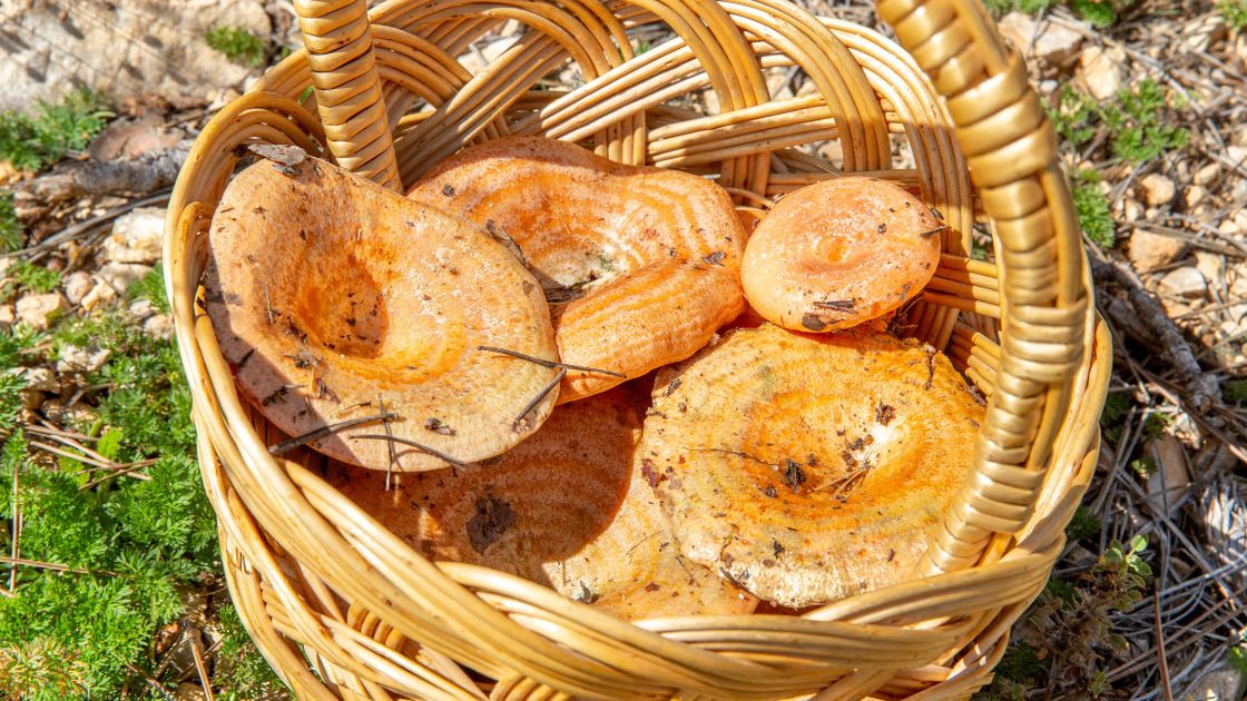 Dlaczego warto jeść rydze?