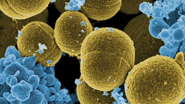 Odporność bakterii na antybiotyki starsza niż medycyna - to wspaniale! 1