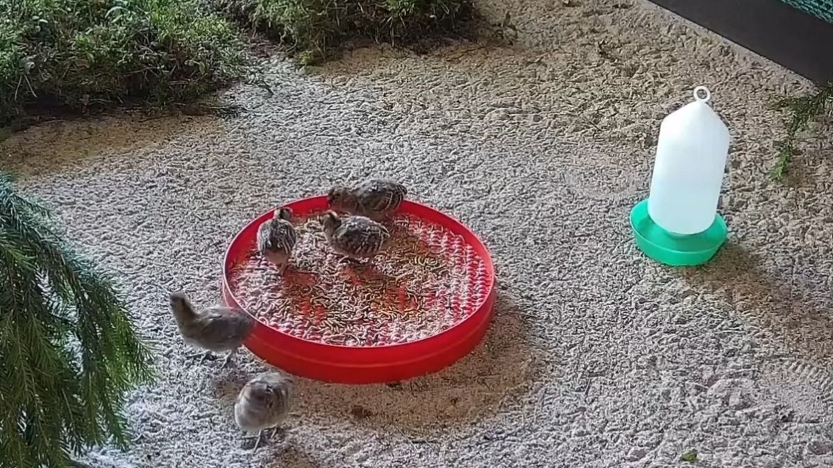 W Ośrodku Hodowli Cietrzewia w Nadleśnictwie Spychowo odhodowano rekordową liczbę cietrzewi. 