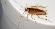 Pojawiają się nawet w czystych domach. Jeśli nie chcesz inwazji, działaj szybko
