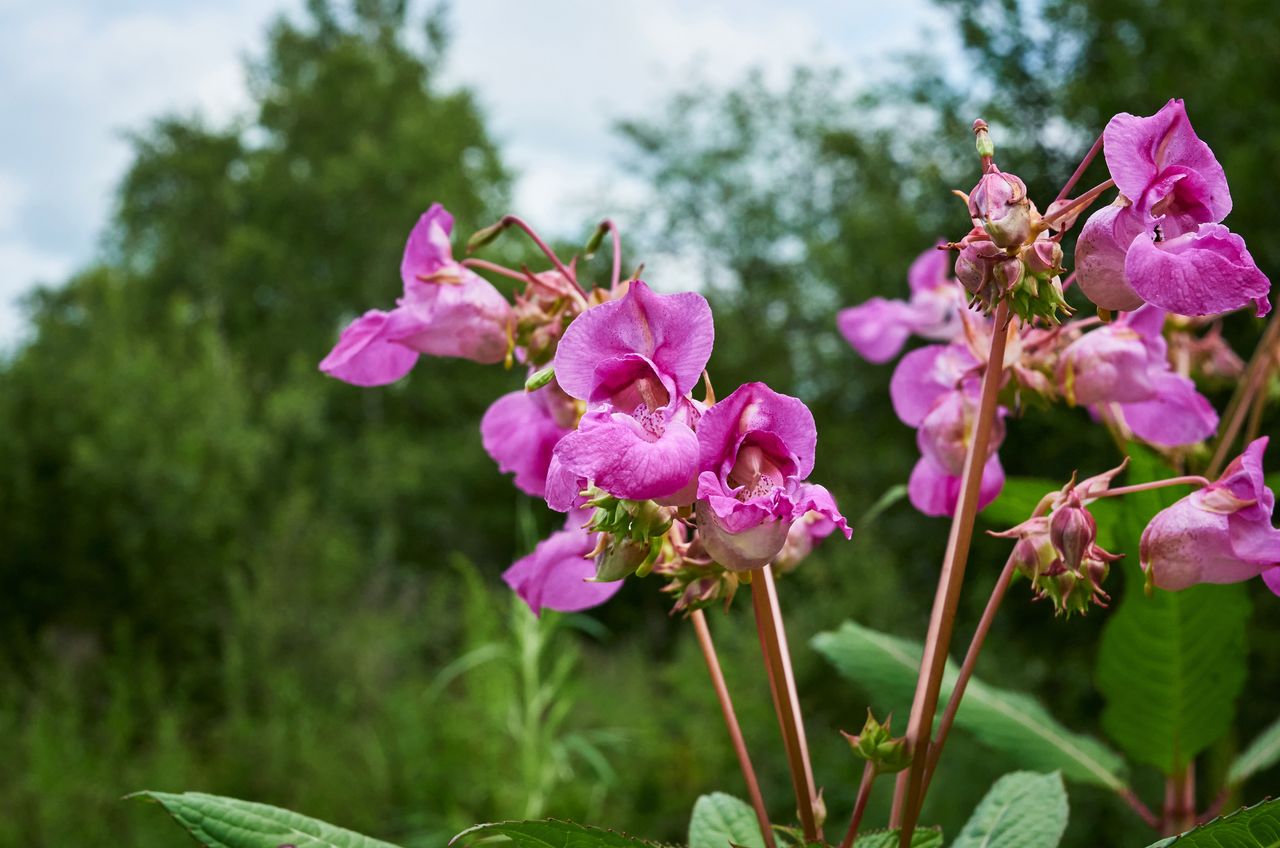 Roślina często bywa mylona z orchideą 