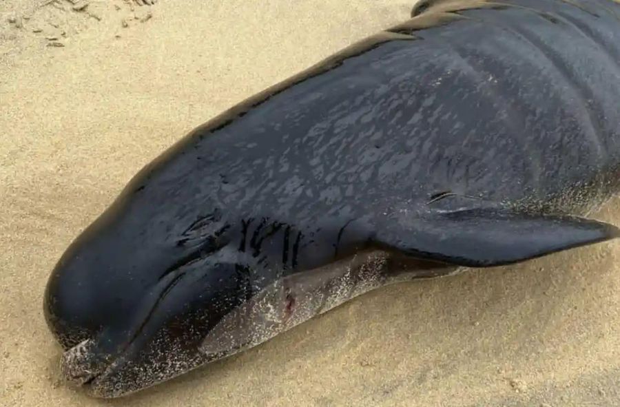 Nieżyjący wieloryb na plaży w Szkocji