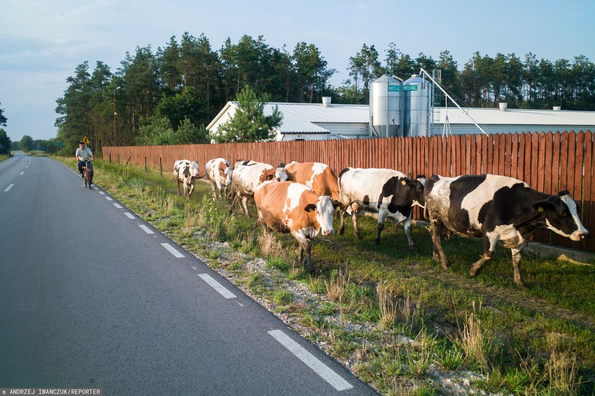 Krowy prowadzone na pole