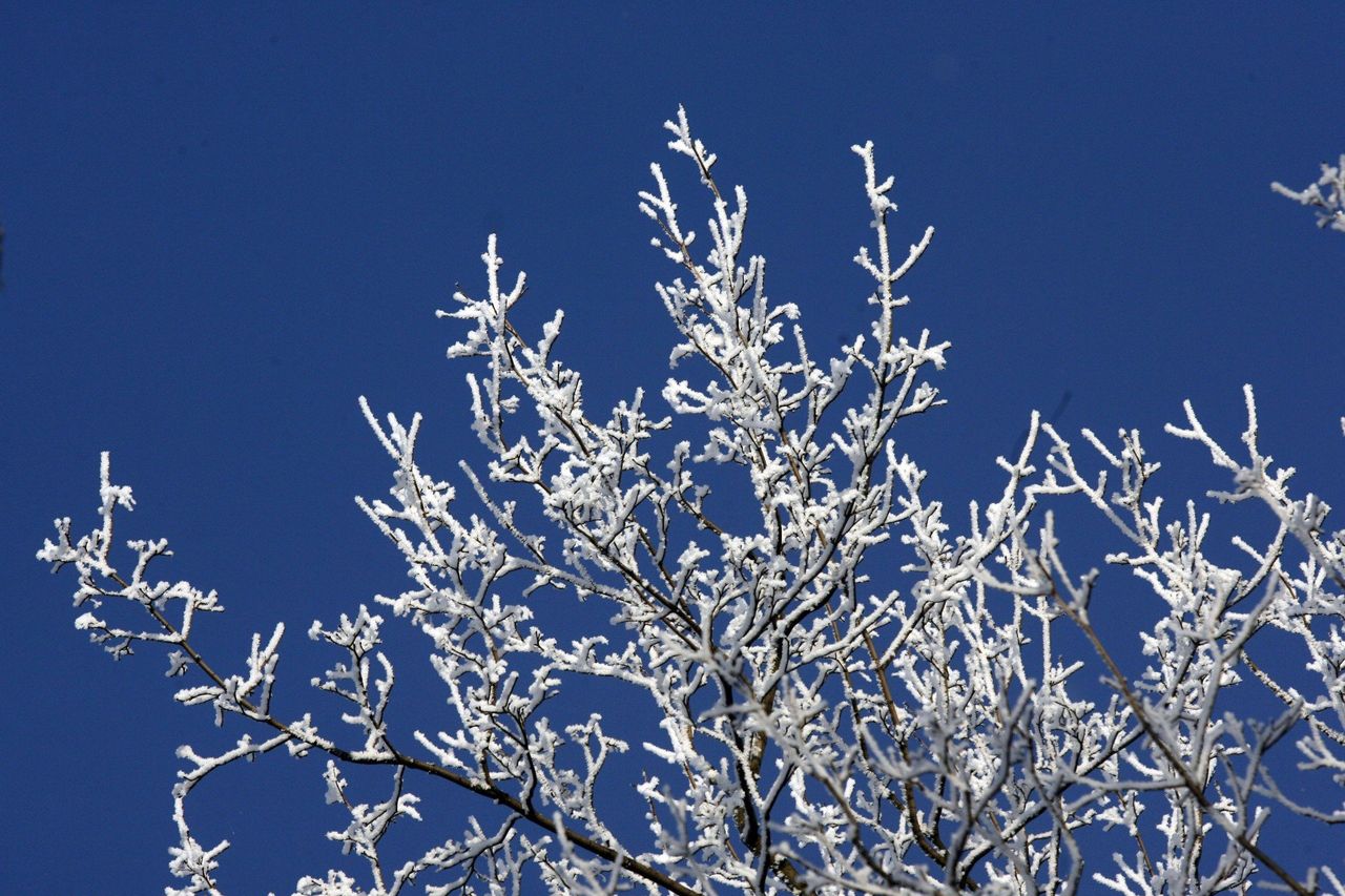 Ochrona roślin przed zimą. co zrobić z drzewami owocowym?