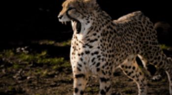 Warszawa: Zwierzak miesiąca wyłoniony po wyrównanej walce