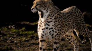 Warszawa: Zwierzak miesiąca wyłoniony po wyrównanej walce