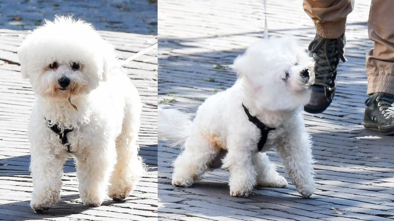 Ewa Chodakowska na obiedzie z mężem i pieskiem