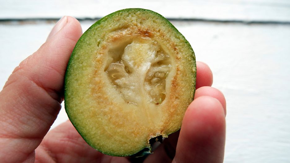 Feijoa