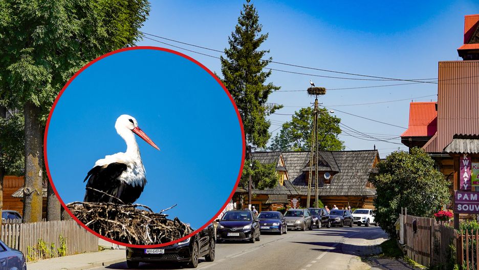 Bocian, Chochołów, Podhale