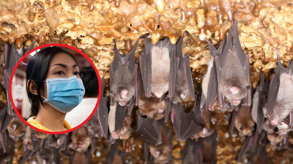 Nowy wirus w jaskiniach w Tajlandii