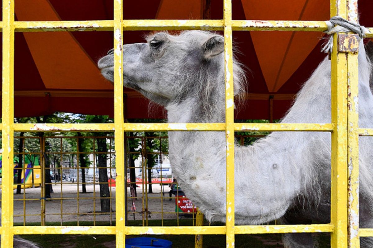 Koniec z męczeniem. Francja zakazuje dzikich zwierząt w cyrkach