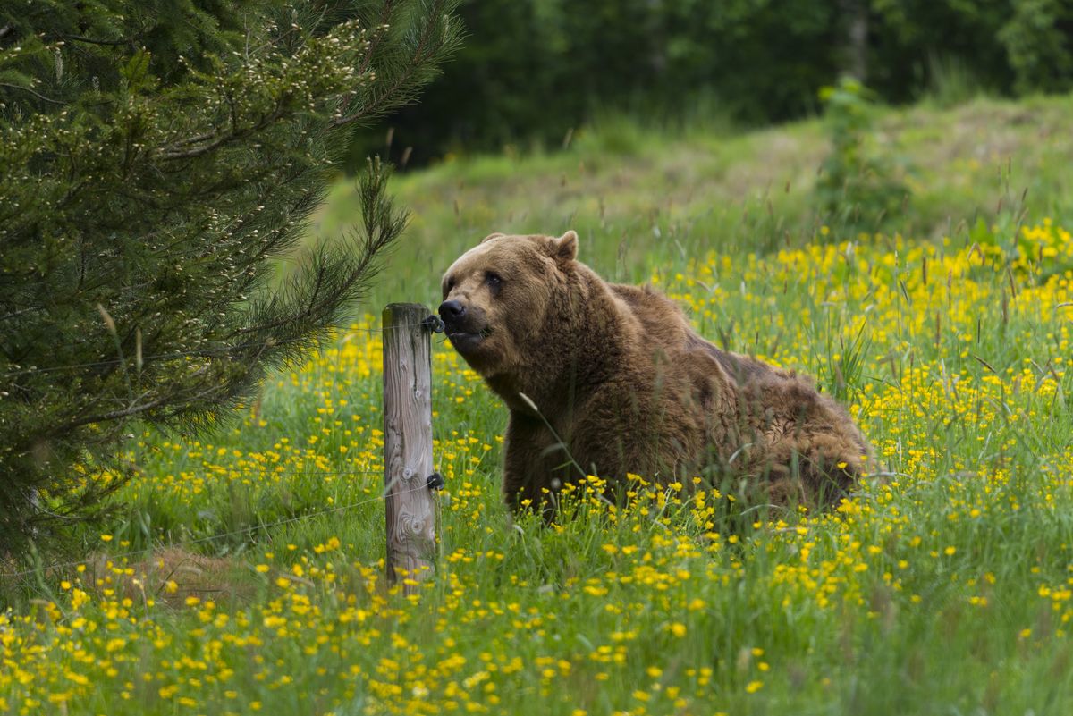 Niedźwiedź w Pirenejach (zdjęcie ilustracyjne) 