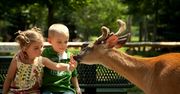 Zoo w Gdańsku znów otwarte. Odwiedzających czekają zmiany