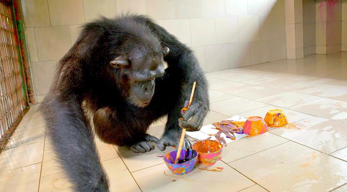 Szympansy z Kongo: Jane Goodall zaprasza 2