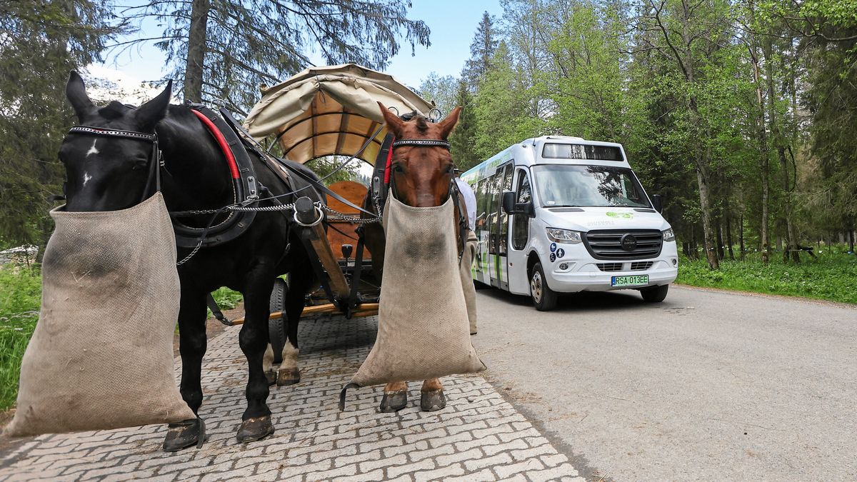 Konie wciąż wygrywają z elektrycznymi busami