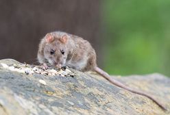 Na Żoliborzu szczury biegają między przechodniami: "w ukryciu jest ich znacznie więcej"