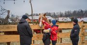 Nowy Sącz: Biegonicka Wioska Betlejem to największa żywa szopka na Sądecczyźnie. W tym roku są nawet renifery