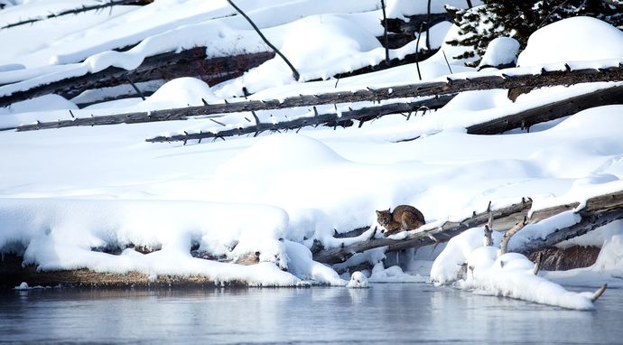 Dziki park Yellowstone