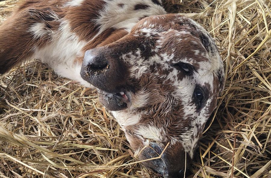 Na farmie urodziła się krowa z dwoma głowami