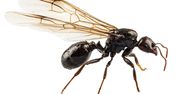 Plaga skrzydlatych mrówek. Dowiedz się, jak sobie z nimi radzić