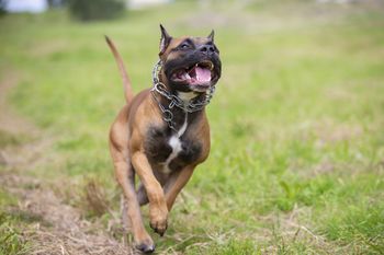 Amstaff rzucił się na 7-latka. To już trzeci atak tego samego psa